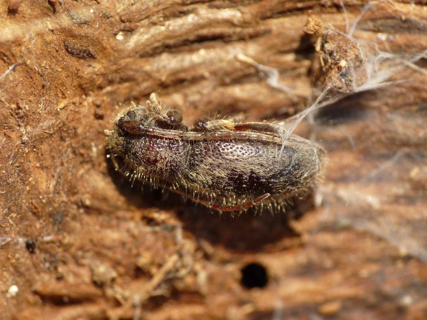 Parmena...quale? P. pubescens pubescens